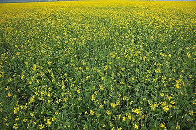 《森林之子》比前作大4倍 有3D打印机和更强大武器